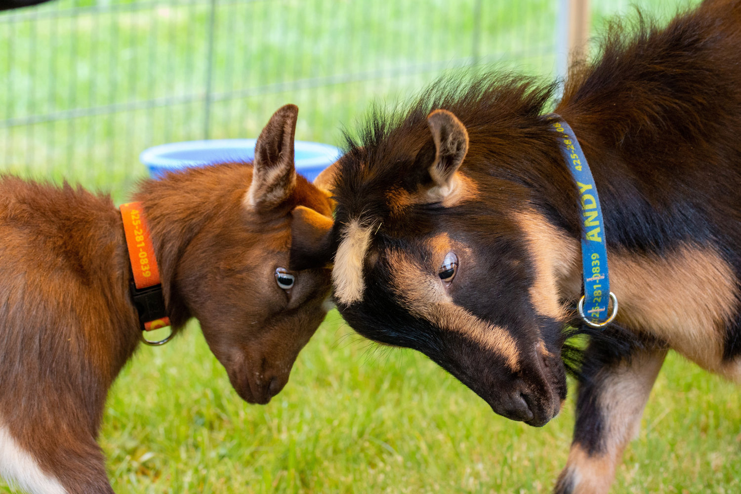 Two goats playfully butt heads at the petting zoo at the Centralia College SpringFest Tuesday afternoon.